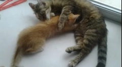 Кога мачињата почнуваат да се јадат